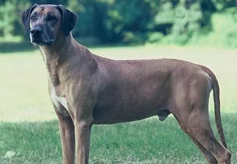 点指名犬——勇猛的“非洲猎狮者”,罗得西亚脊背犬 点指名犬——勇猛的“非洲猎狮者”,罗得西亚脊背犬