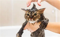 小猫多大可以洗澡