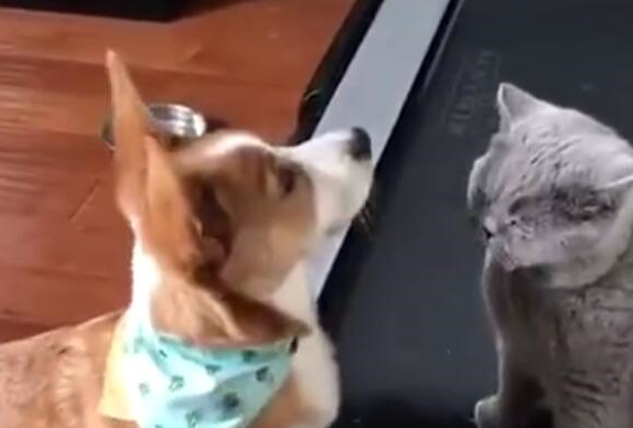 猫咪和小柯基打架，成功上演搞笑剧！胖子打架都这么作