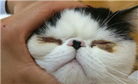 小猫仔老有眼屎睁不开眼