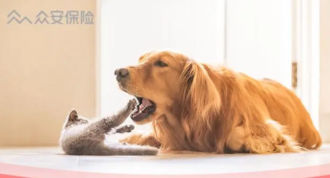 众安宠物保险什么时候生效 众安宠物保险什么时候生效