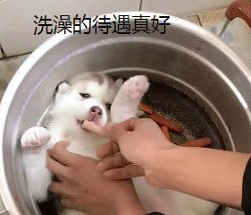 给小哈士奇洗澡,原本是一脸享受和满足,下一秒:炖狗肉? 给小哈士奇洗澡,原本是一脸享受和满足,下一秒:炖狗肉?