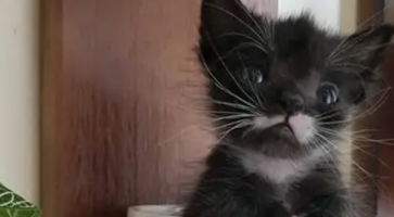 猫咪的身材只有勺子大小,宠主平时都不敢碰它,总害怕将它压伤了 猫咪的身材只有勺子大小,宠主平时都不敢碰它,总害怕将它压伤了
