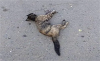 遇到被撞死的猫的寓意