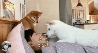 女主让柴犬叫男友起床，结果却笑翻了，这是要等到什么时候