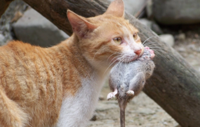 老鼠为什么怕猫科学解释 老鼠为什么怕猫科学解释
