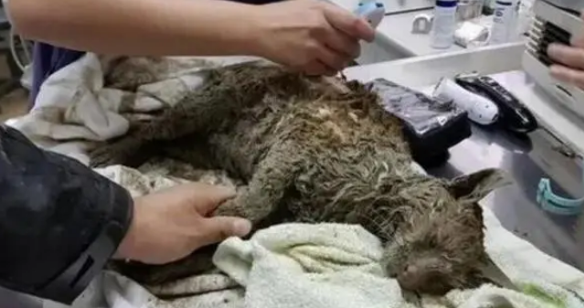 流浪猫因为好奇心掉入泥潭,幸好遇见好心人,最后模样转变惊人 流浪猫因为好奇心掉入泥潭,幸好遇见好心人,最后模样转变惊人