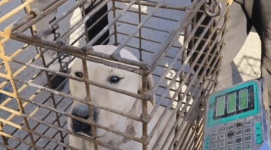 800块,仅2岁的拉布拉多就被老人装进狗肉笼,狗贩:买这狗,我可没骗你 800块,仅2岁的拉布拉多就被老人装进狗肉笼,狗贩:买这狗,我可没骗你