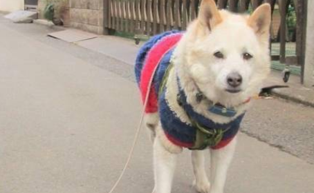 文明养犬，是普通民众和真正爱狗者的共同心愿！