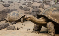 沙漠龟是国家保护动物吗