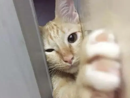 怎么解决猫咪晚上叫要进房门 怎么解决猫咪晚上叫要进房门