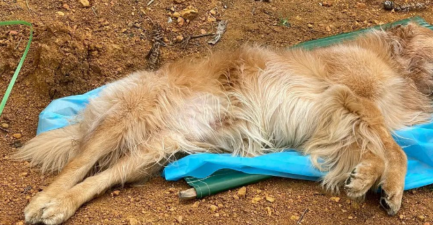 贵州黔西：8只宠物狗先后口吐白沫死亡，疑似有人投毒