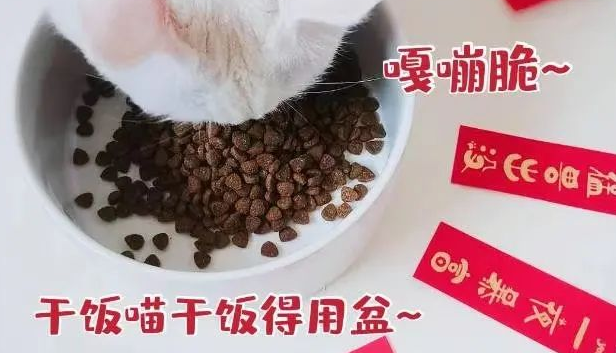 它来了它来了！准备了这么久，怡亲新品0谷猫粮大揭幕！