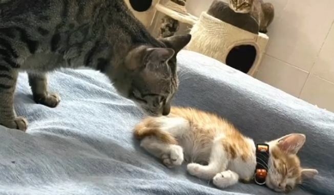又到了捡猫的季节,最近小奶猫遍地跑,一个比一个好看 又到了捡猫的季节,最近小奶猫遍地跑,一个比一个好看