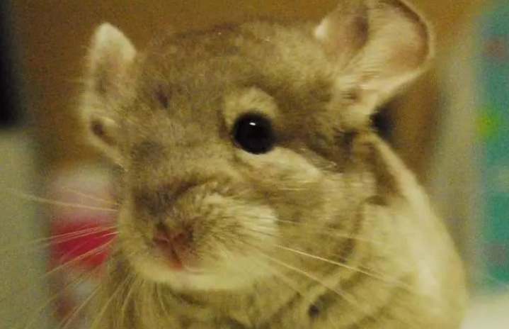 怀孕了可以养龙猫吗 养龙猫不会对胎儿产生影响