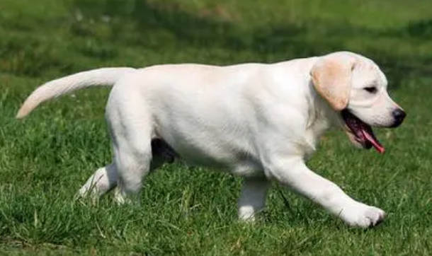 拉布拉多犬一年花费多少 拉布拉多犬一年花费多少