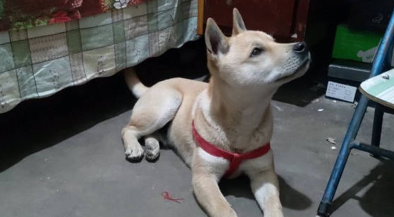 土狗躲在屋里就是不出去,其实原因很简单,狗:多待会儿吧 土狗躲在屋里就是不出去,其实原因很简单,狗:多待会儿吧