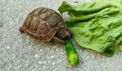 乌龟爱吃什么