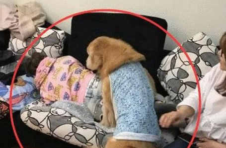 金毛突然“狼性大发”, 趁女主人睡觉, 做出这么尴尬的事！