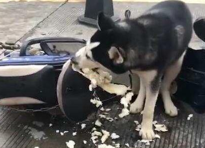 陌生人找上门说哈士奇拆了它的车,看了视频后,真心无法反驳 陌生人找上门说哈士奇拆了它的车,看了视频后,真心无法反驳