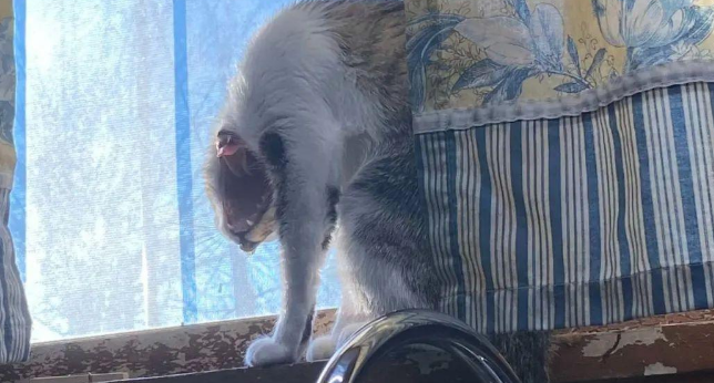 猫咪打个哈欠把主人吓一跳:平时可爱的猫猫还有这么吓人的一面 猫咪打个哈欠把主人吓一跳:平时可爱的猫猫还有这么吓人的一面