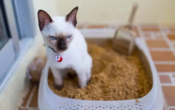 小猫乱拉屎拉尿怎么办