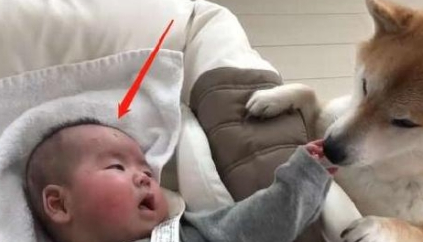 柴犬当起保姆,暖心照料睡着的小宝宝,眼里对宝宝都是宠溺的爱 柴犬当起保姆,暖心照料睡着的小宝宝,眼里对宝宝都是宠溺的爱