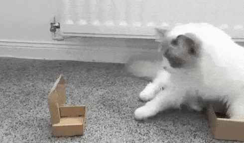 猫咪喜欢撕纸巾玩,是纸的错?还是喵的锅? 猫咪喜欢撕纸巾玩,是纸的错?还是喵的锅?
