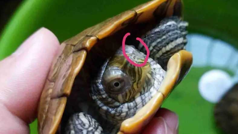 乌龟白眼病快好的征兆 乌龟白眼病快好的征兆