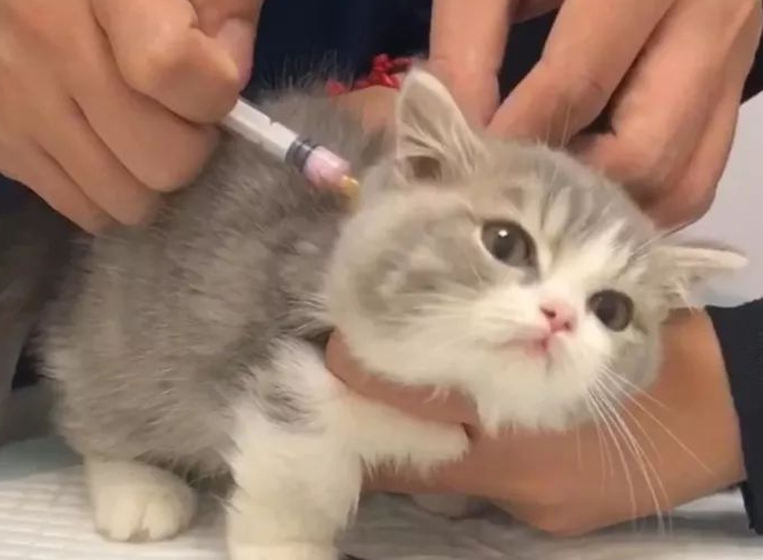 幼猫打疫苗多少钱一针