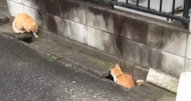 两只猫咪在下水道中玩躲猫猫，模样可爱极了，让人挪不开脚
