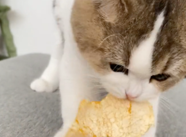 猫咪咳嗽半个月没有好，竟然主动找橘络吃起来，也太聪明了吧