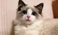 一万元的猫有哪几种
