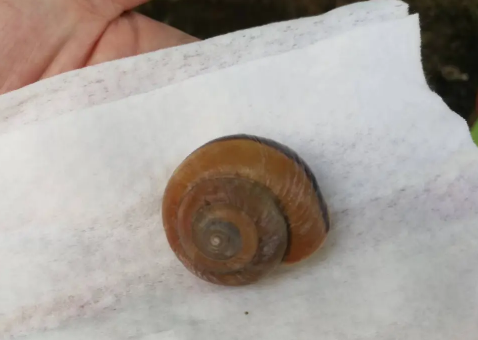 哪种蜗牛最适合懒人养? 几种常见宠物蜗牛测评 哪种蜗牛最适合懒人养? 几种常见宠物蜗牛测评