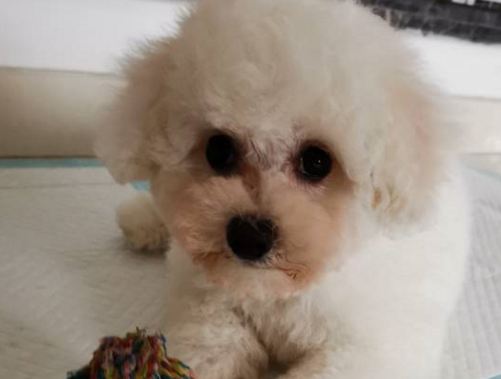 主人一个举动,惹的比熊犬泪流满面,网友:真是个玻璃心的家伙! 主人一个举动,惹的比熊犬泪流满面,网友:真是个玻璃心的家伙!