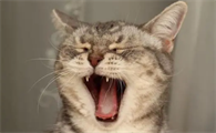 小猫为什么张着嘴死了