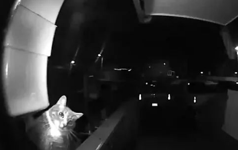 这只猫咪太聪明了，夜游回家之后，还知道按门铃叫铲屎官给它开门