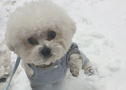 狗狗在雪地里走路鞋丢了，一只脚翘起来不愿着地，好气又好笑啊！