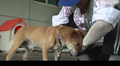 19岁柴犬和主人患上老年痴呆!却只认识彼此:谢谢你,陪了我一生 19岁柴犬和主人患上老年痴呆!却只认识彼此:谢谢你,陪了我一生