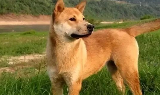 不信邪？这七种狗狗自带“财气”，养了后财富滚滚而来，信则灵！