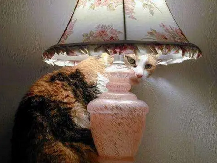 冬天猫咪“奇葩”取暖:萌出天际,屁股烧糊了! 冬天猫咪“奇葩”取暖:萌出天际,屁股烧糊了!