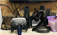 怎么分辨猫和路由器的区别