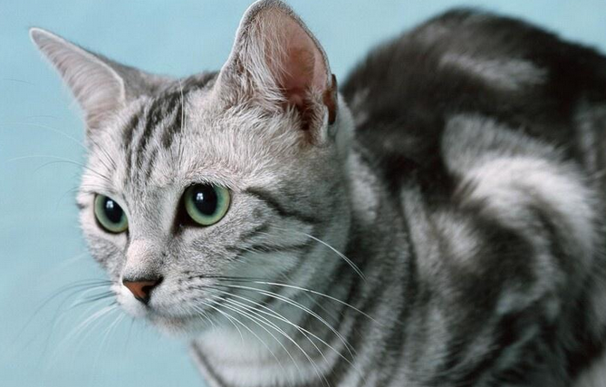 用什么药能把猫弄哑巴