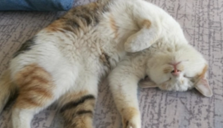 小猫呼噜呼噜的声音是怎么回事