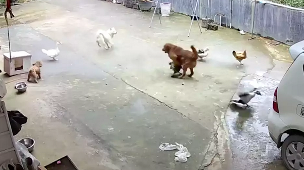 白狗冲进院子里来咬鸡鸭，家狗立马跑出来保护！鸡鸭：谢谢狗哥！ 