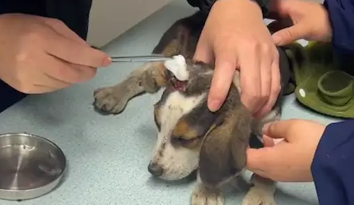 比格犬被虐待又被遗弃在垃圾桶，女生救助送医院，消毒伤口竟一声不吭