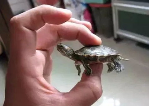 小乌龟吃虾皮好吗 小乌龟吃虾皮好吗