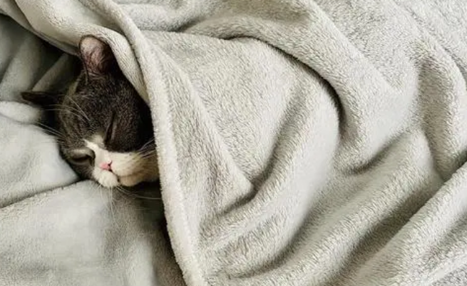 冬天,猫咪总是捂在被子里睡,不会缺氧吗? 冬天,猫咪总是捂在被子里睡,不会缺氧吗?