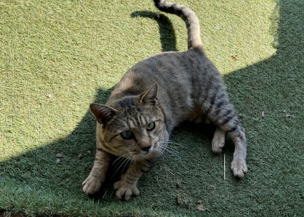 猫咪每天都来院子玩，网友想知道它到底住在哪儿，最后发现...它就偷偷住在网友家！