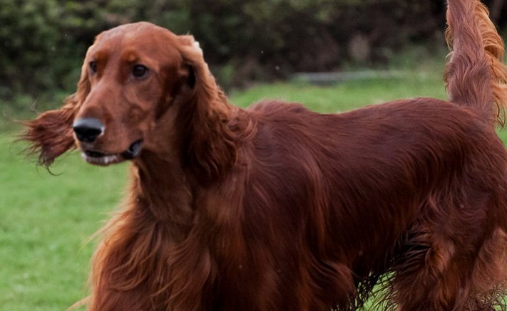 爱尔兰雪达犬的喂食要点，他的喂食要点同其他犬类似